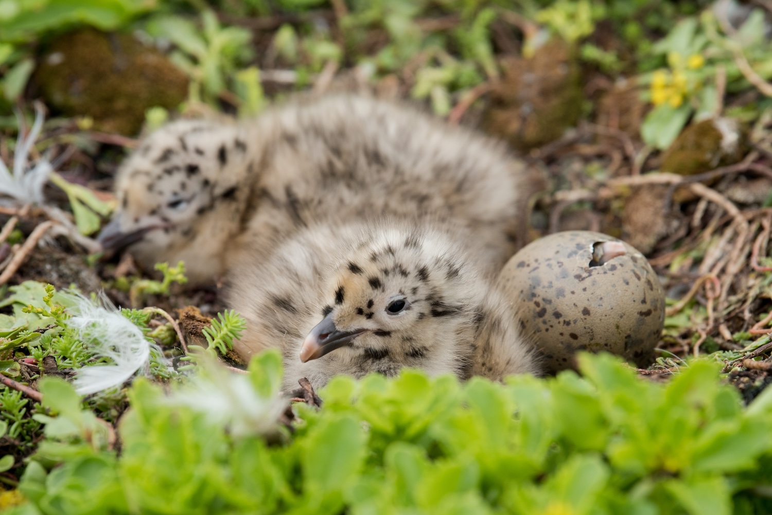 baby birds on the Javits Center's green roof