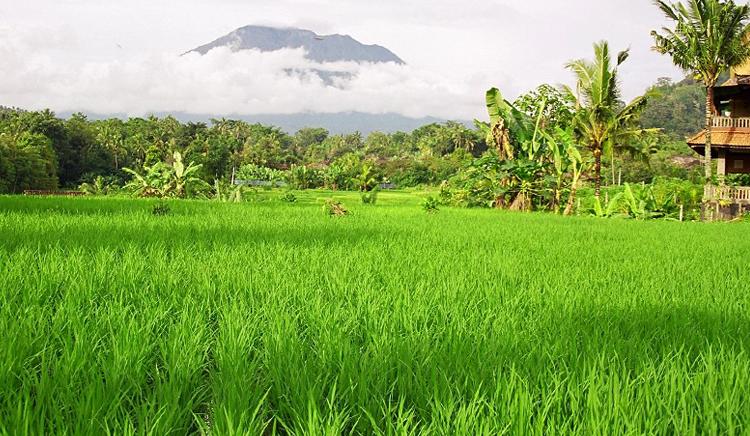 Bali Rice Field