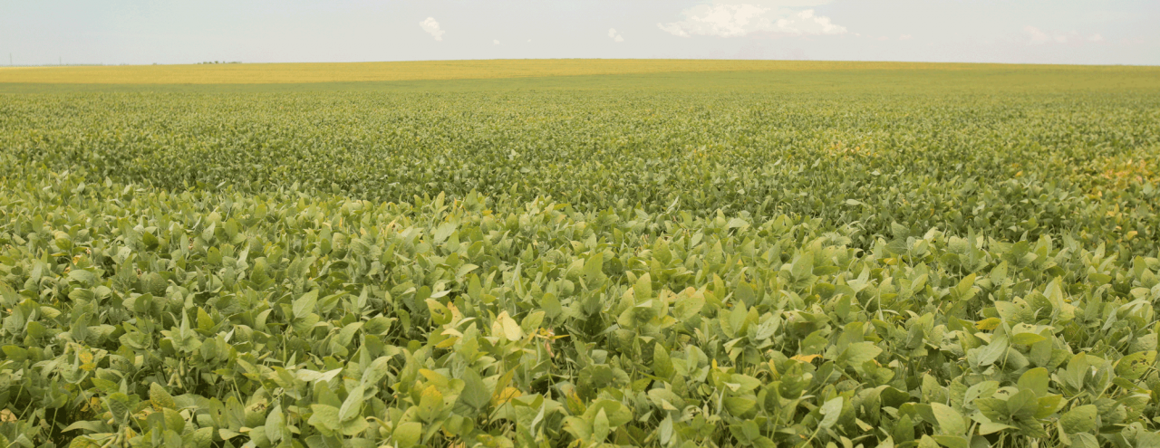 soybean fields in Brazil