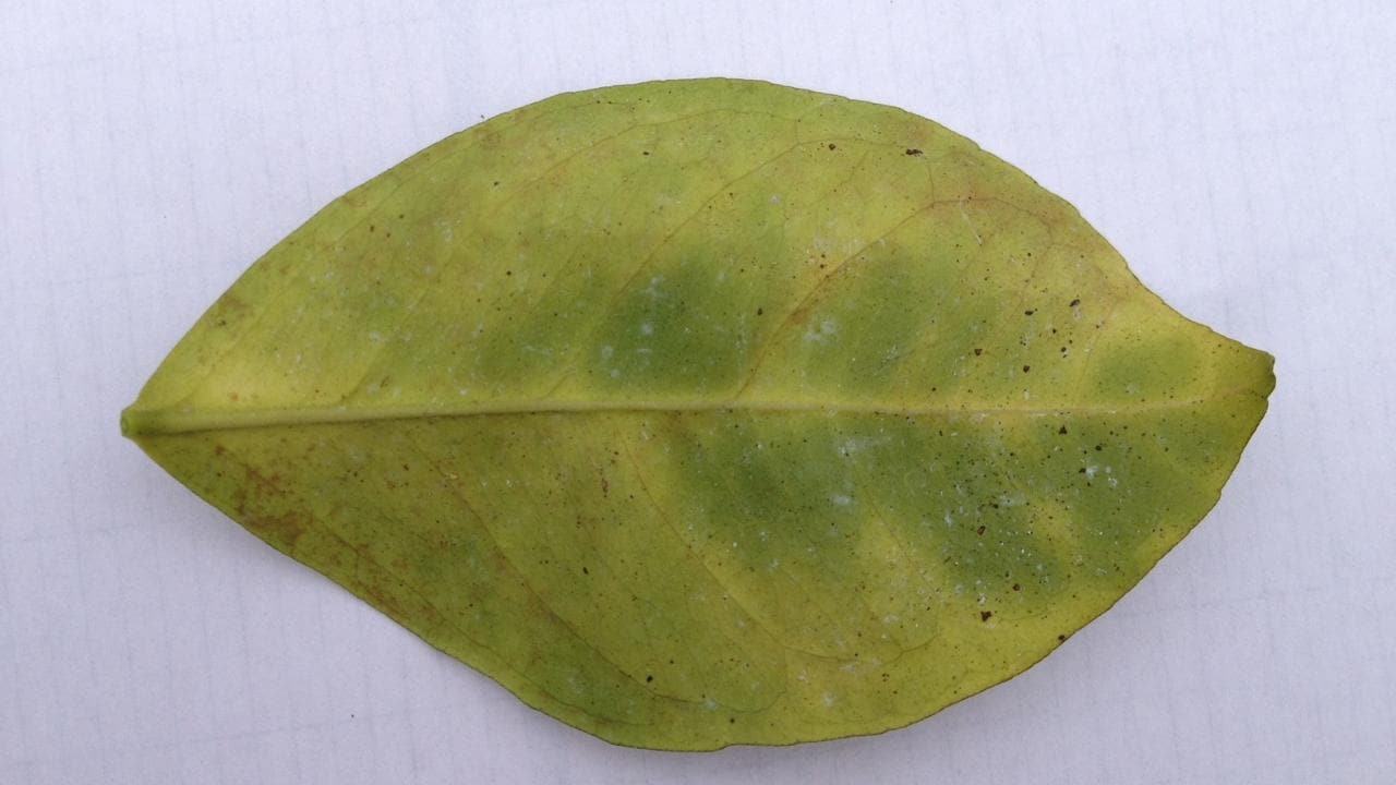 The underside of this leaf shows some of the visual symptoms of HLB infection: asymmetrical chlorosis (the yellowing of the leaf tissue) and blotchy mottle pattern (no symmetry across the midvein). Image taken by Brandon Page, Field Trial Manager, CRDF
