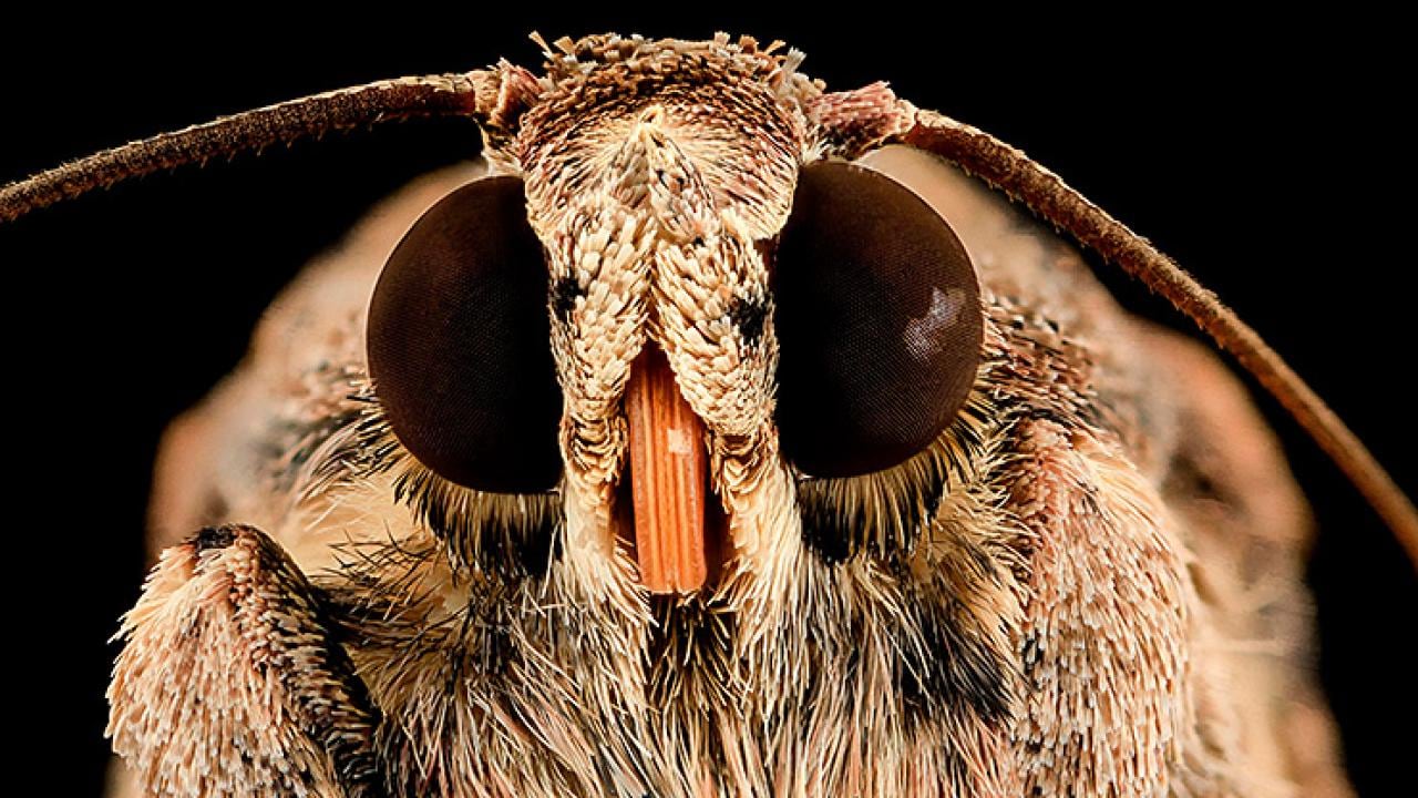 armyworm face close up