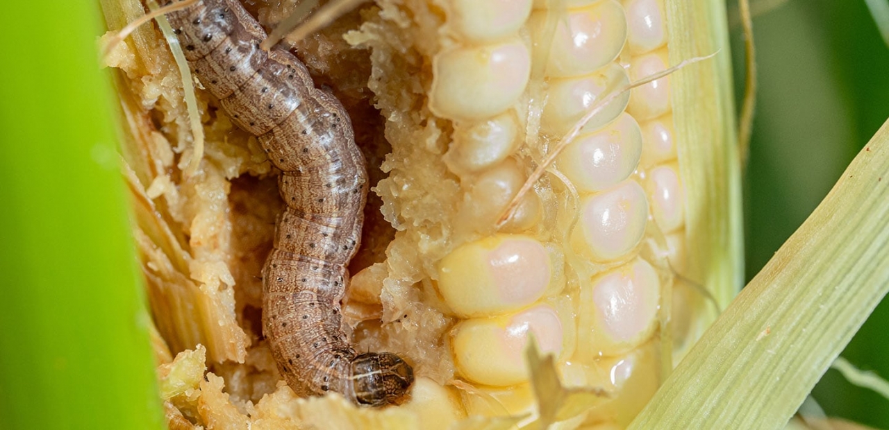 armyworm close up