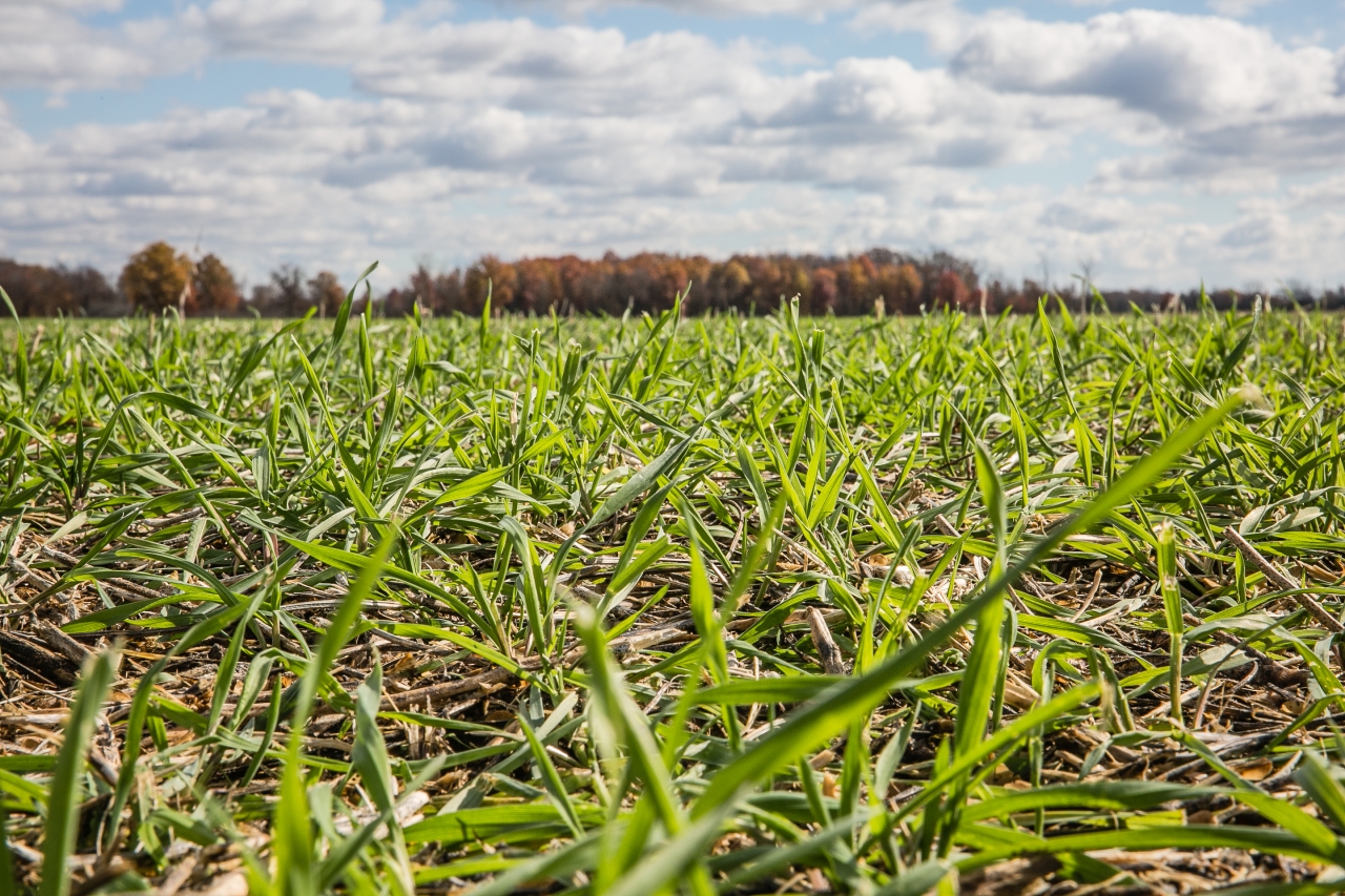 Image of the cover crops that help build soil health. © David Ike