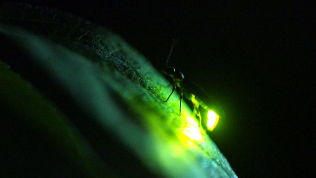 Image of a firefly glowing in the darkness