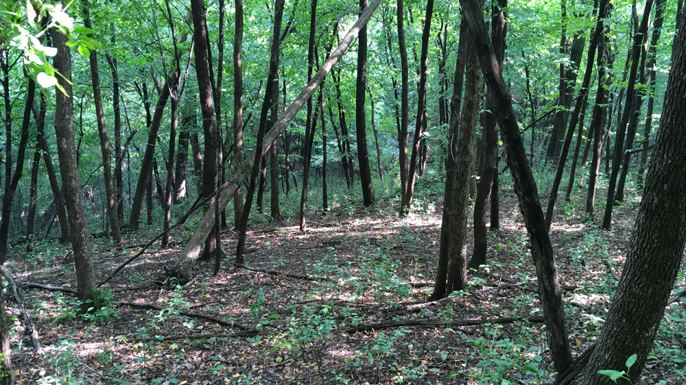 Uninvaded, buckthorn-free oak forest with native tree and shrub diversity.