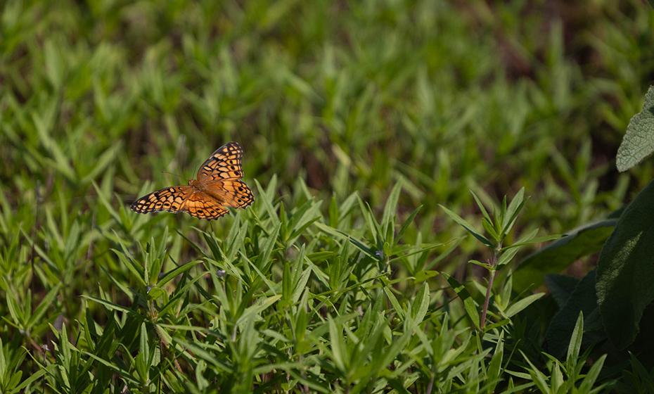 Butterfly flying over grass