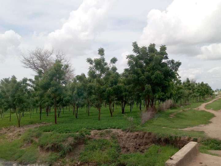Reforestation projects in Cameroon