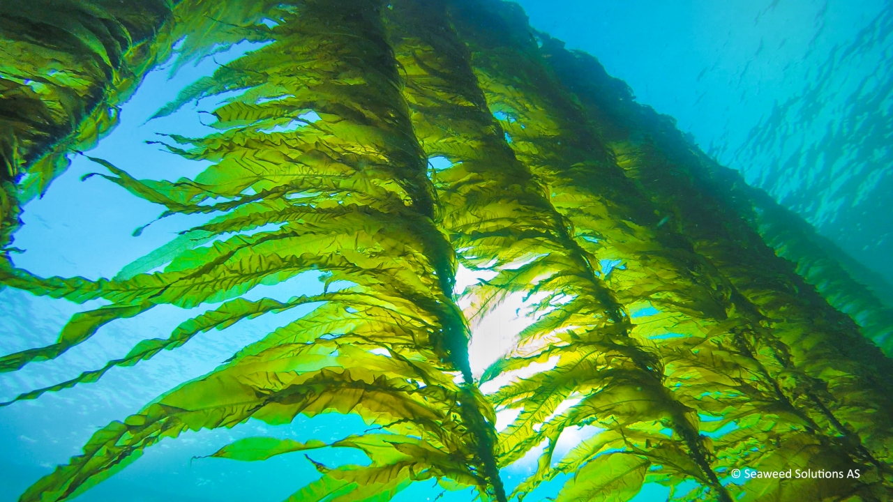 Kelp in the water