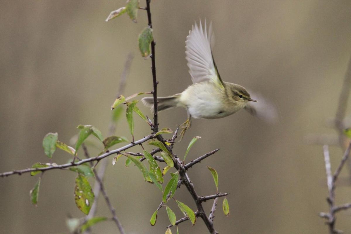 A small bird in flight, a thin branch.