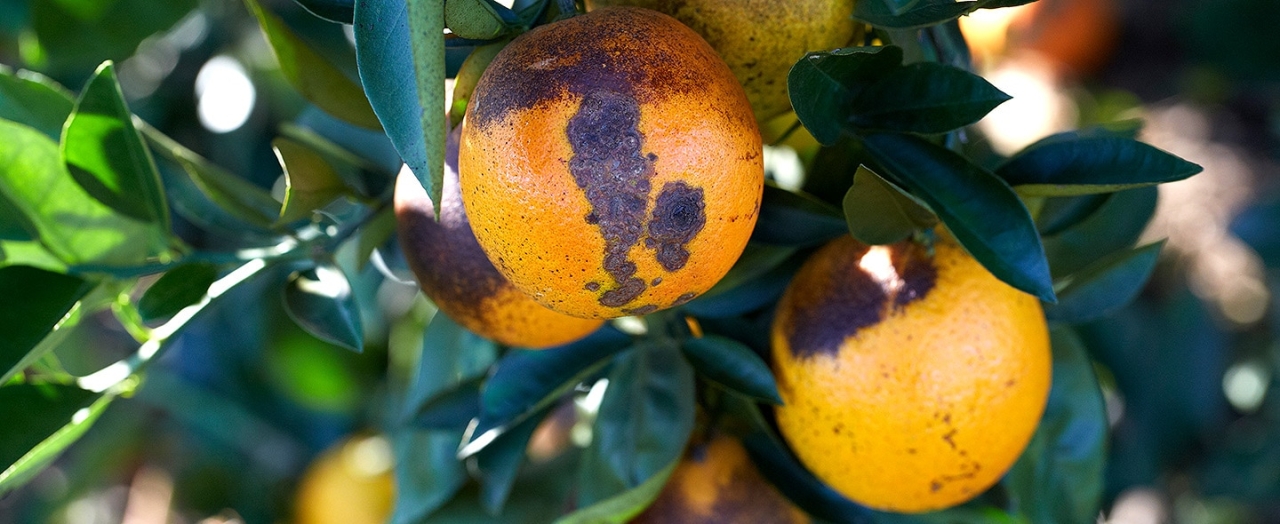 oranges showing citrus greening