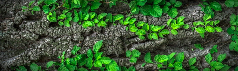 Leaves and tree bark