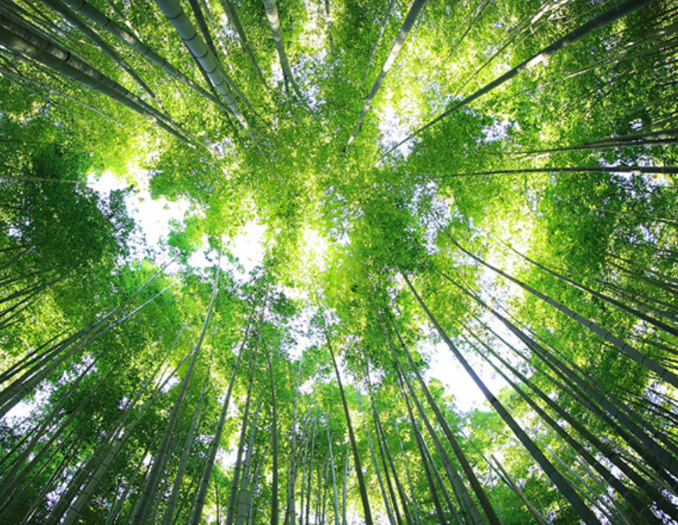 looking up through a canopy of trees