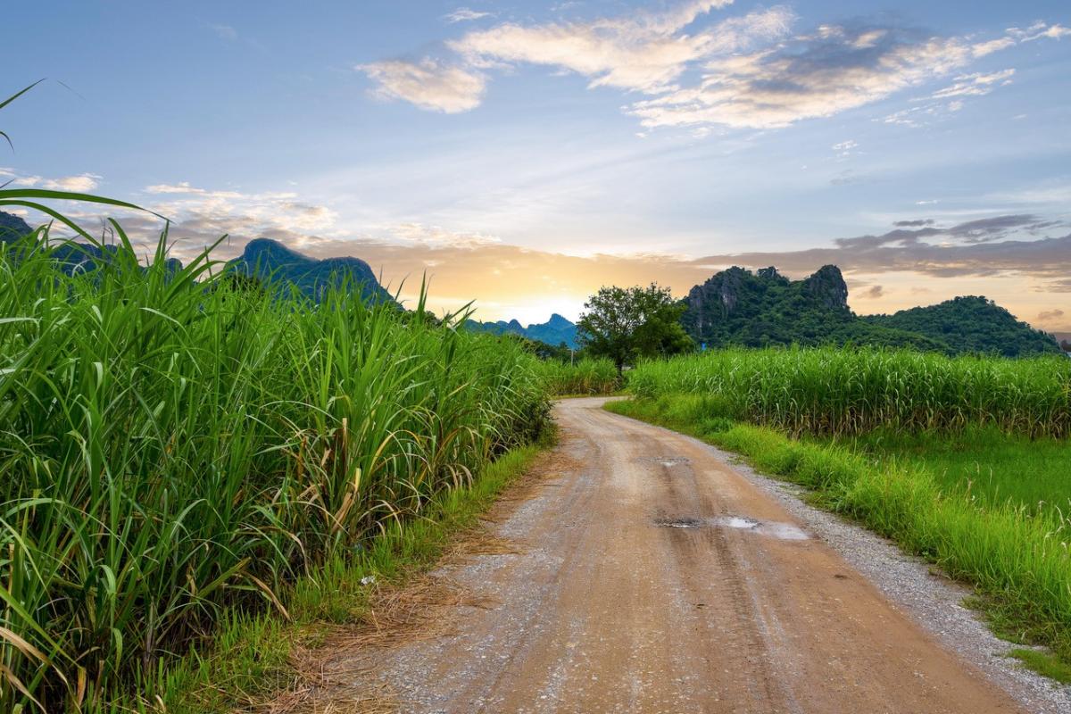 Pathway leading through sugarcane fields