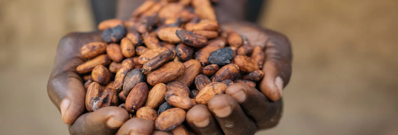 Cupped hands holding cocoa beans
