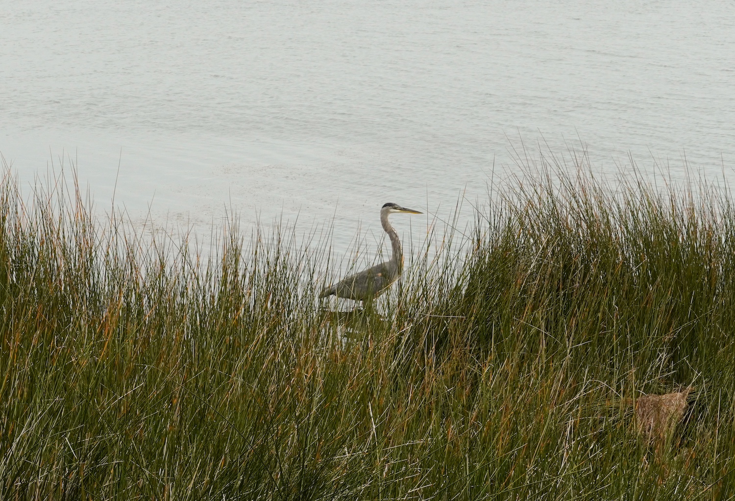 A heron standing in the shallow water of the Currituck Sound at the Corolla Light Resort.