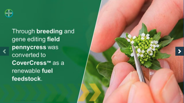 Through breeding and gene editing field pennycress was converted to CoverCress as a renewable fuel feedstock.
