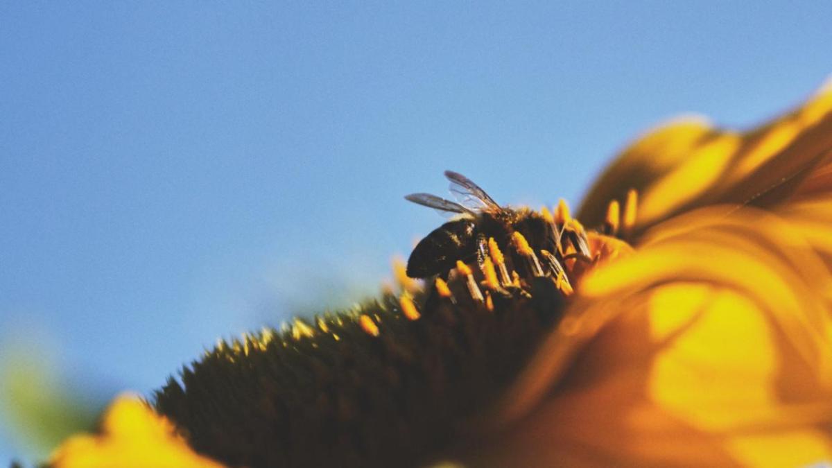 Close up of a bee on a flower.