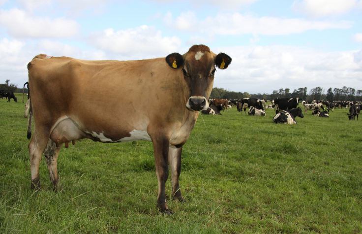 This Jersey is one of 1.4 million dairy cows in Australia, all of whom emit greenhouse gas.