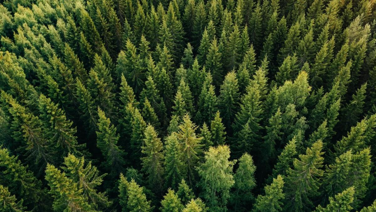 A forest of pine trees is shown from overhead.