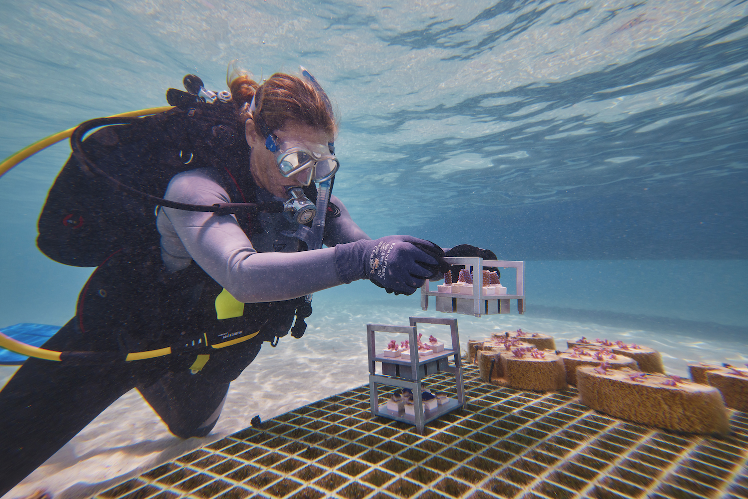 Dr. Foster plants seeded coral skeletons at coral reefs 