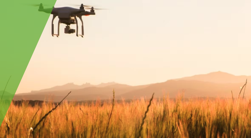 Drone flying over wheat field