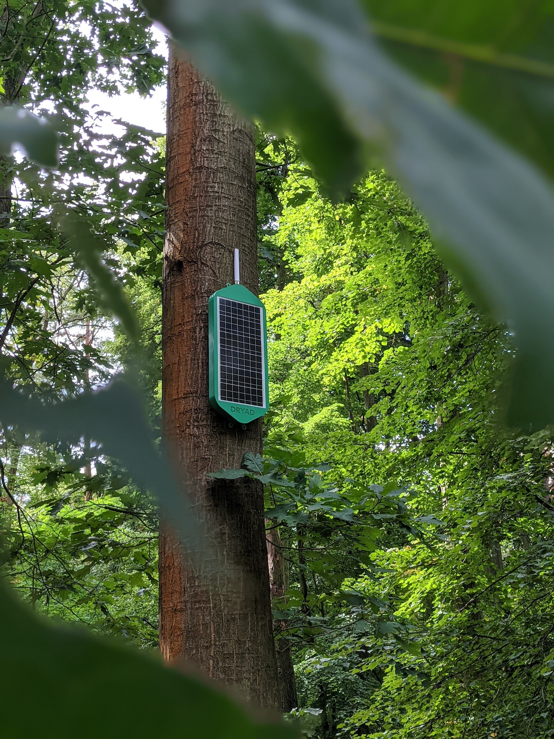 A solar-powered Dryad Networks gateway attached to the trunk of a tree — wildfires