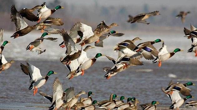 A flock of ducks landing in open water