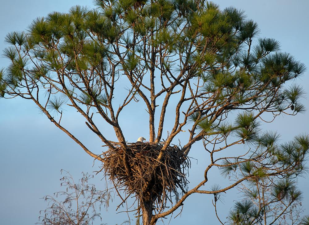 An eagle in a nest high in the tree tops
