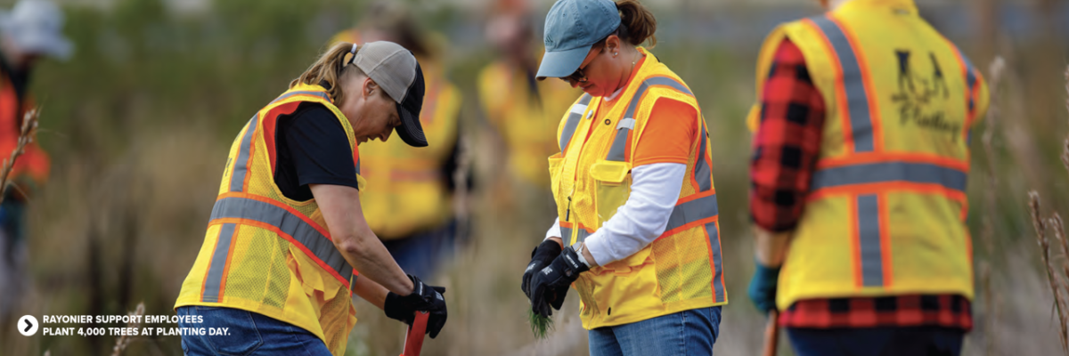 Employees wearing hi-vis jackets while planting trees