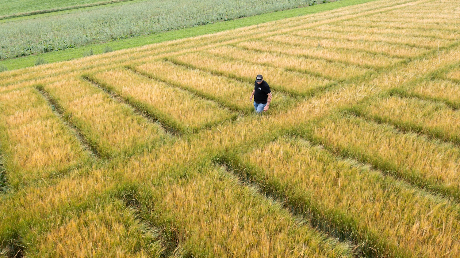 A member of Undo's team walks though one of enhanced rock weathering test fields, where crops are growing up to their knees.