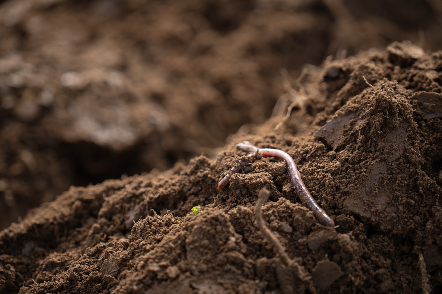 A close up of a worm in healthy soil at one of Undo's enhanced rock weathering test fields.