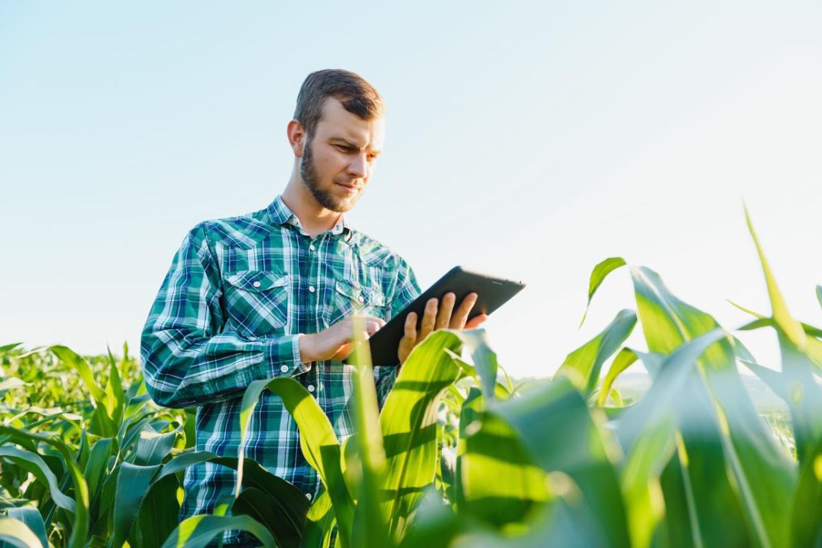 A person stood in a crop field using a tablet device 