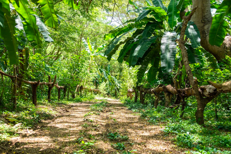 Entering a cacao forest in Madagascar