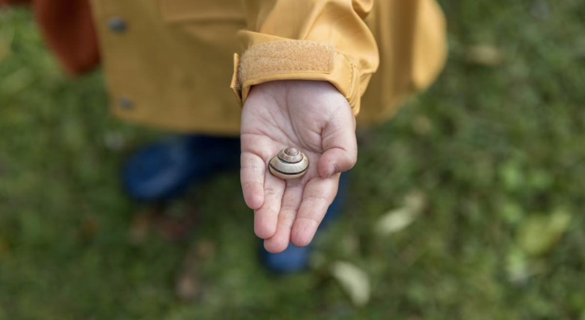 Child holding a seashell.