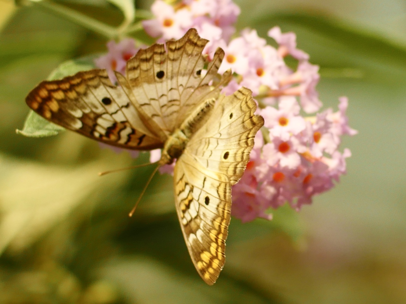 butterfly