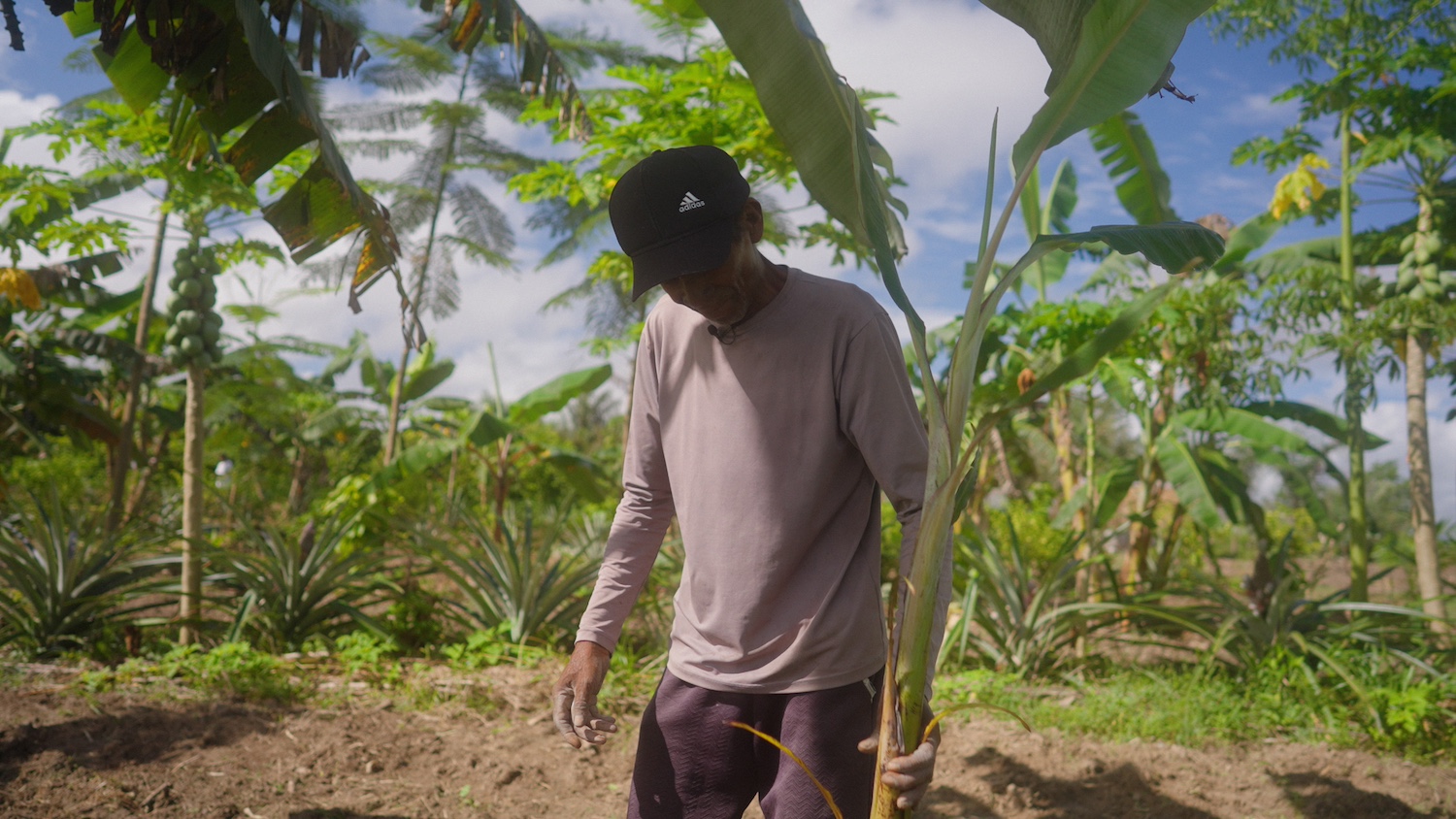 A FarFarm farmer in their agroforestry field. 