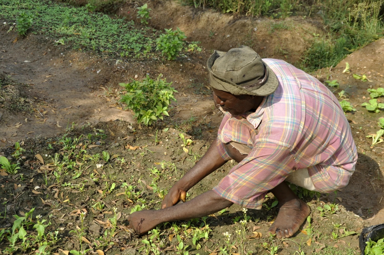 person working in the soil with sprouting crops