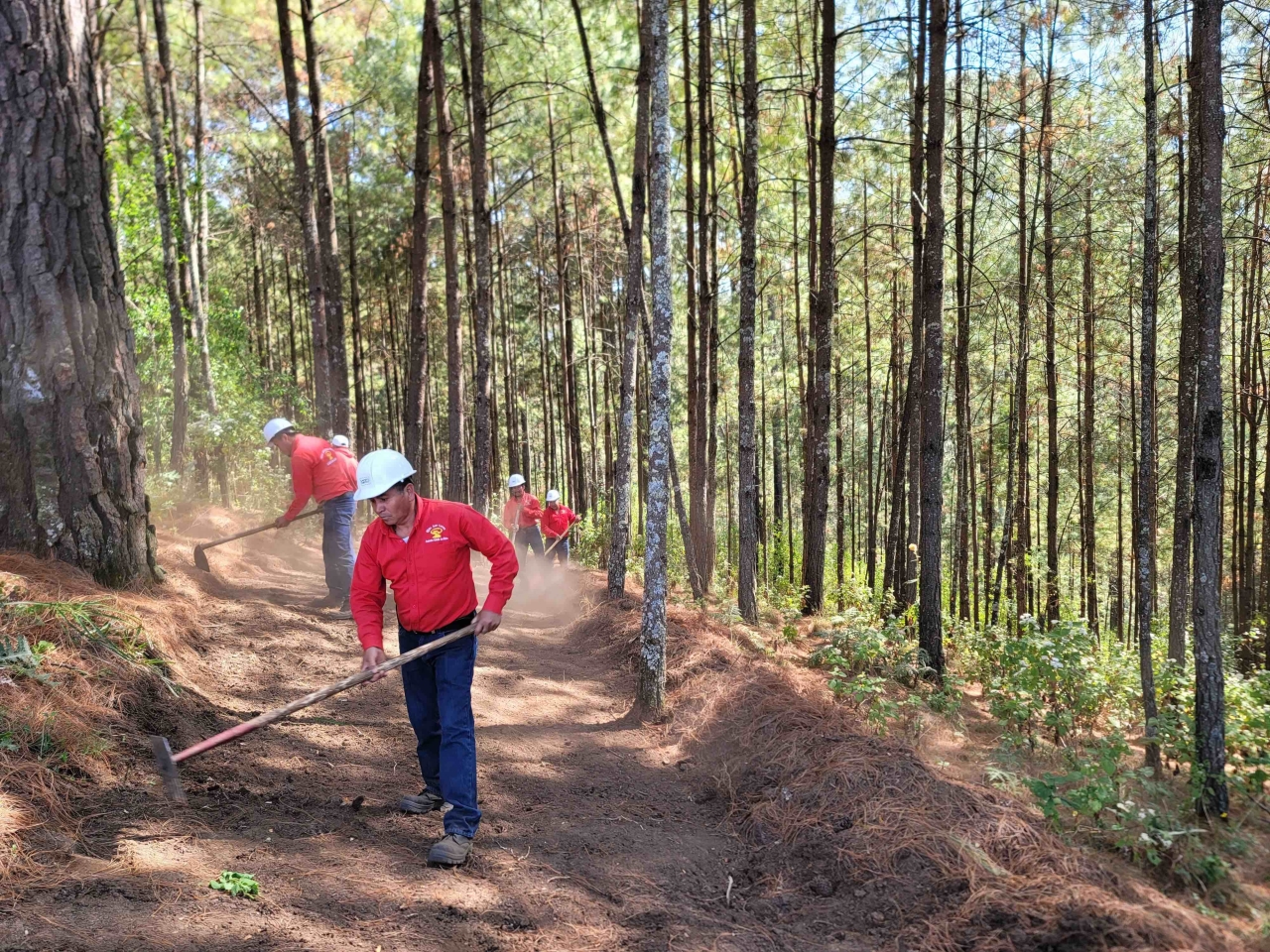 Local project members clean the forest floor in Mexico to create a fire brigade for forest protection. Cool Effect’s Seeing the Forest for the Trees project encourages community residents to preserve and restore damaged areas of the forest.
