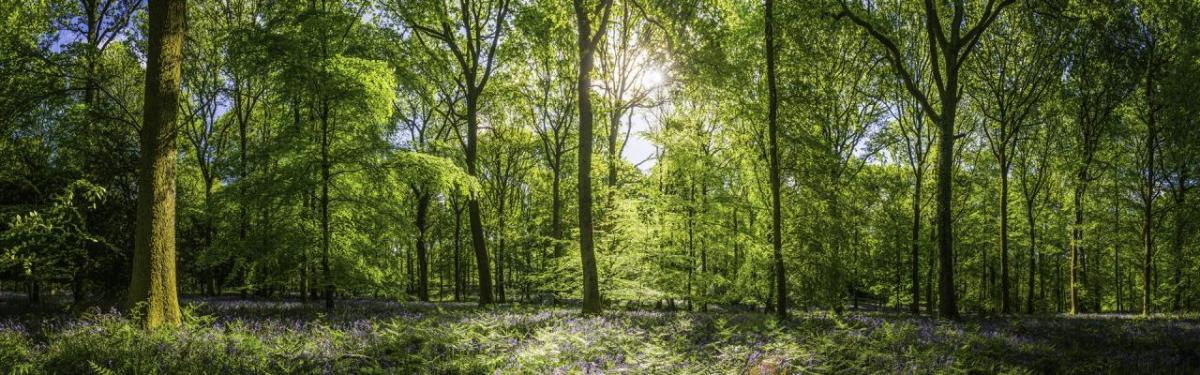 Forest full of trees with the sun shining through