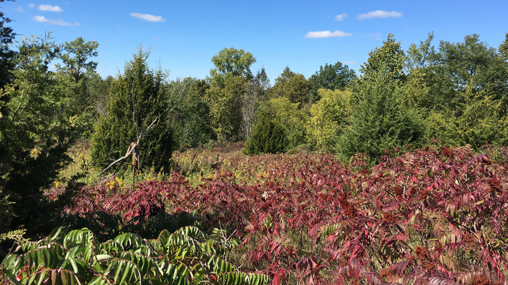 Upper grassland habitat with sumac (native species) is aggressively taking over the grassland and would be thinned during the restoration project. 