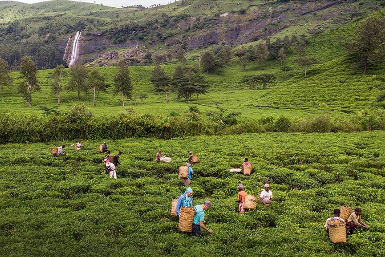 fair trade tea fields for Just Iced Tea