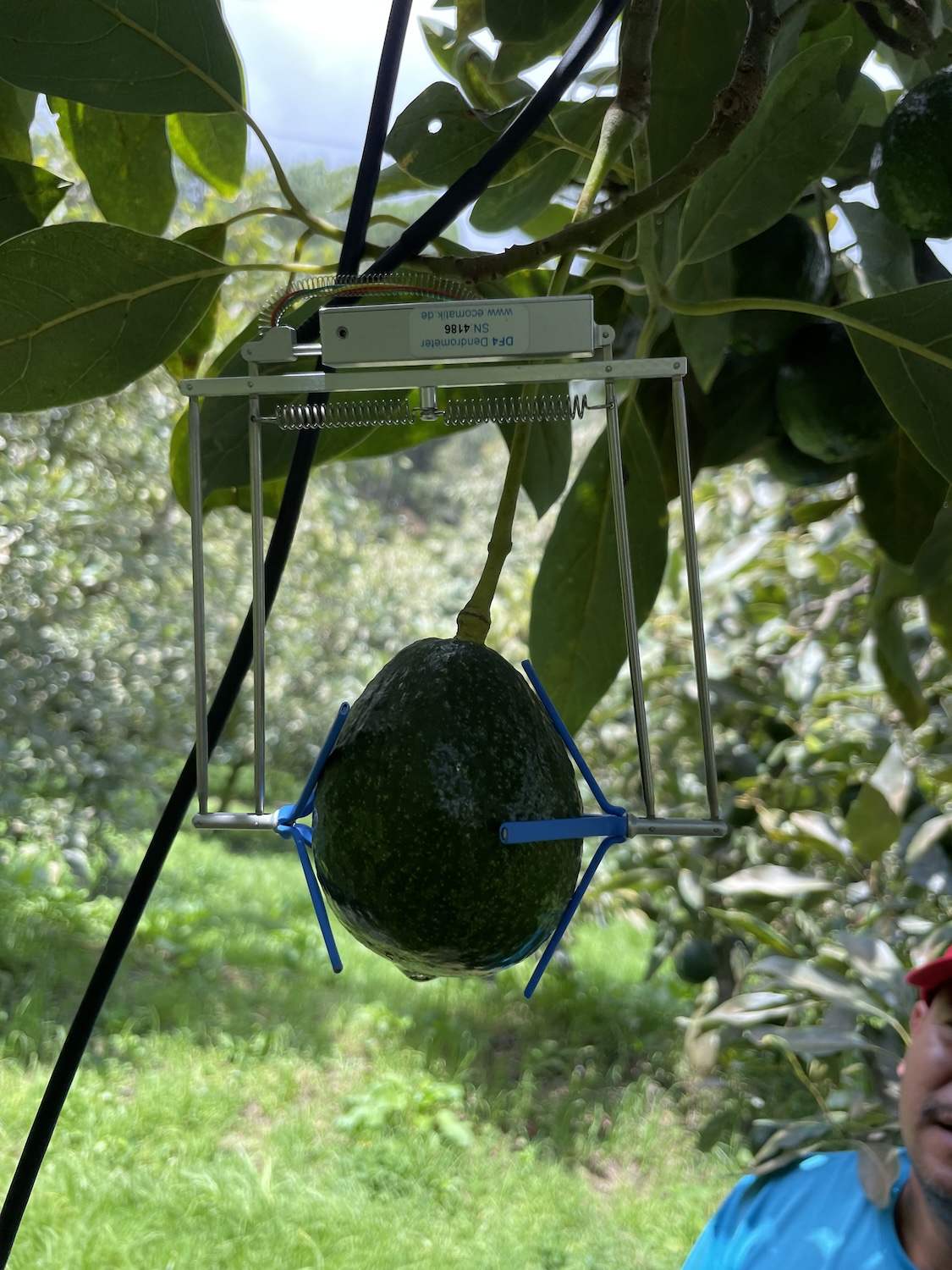 using Fruit dendrometry for growing avocados