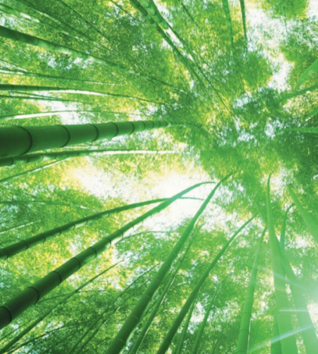 Looking up at the canopy of bamboo type foliage