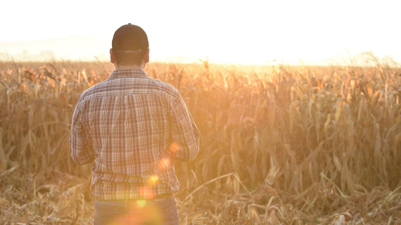 Person standing by cornfield at sunset