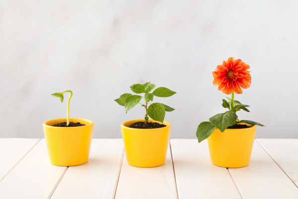 three flowers in pots