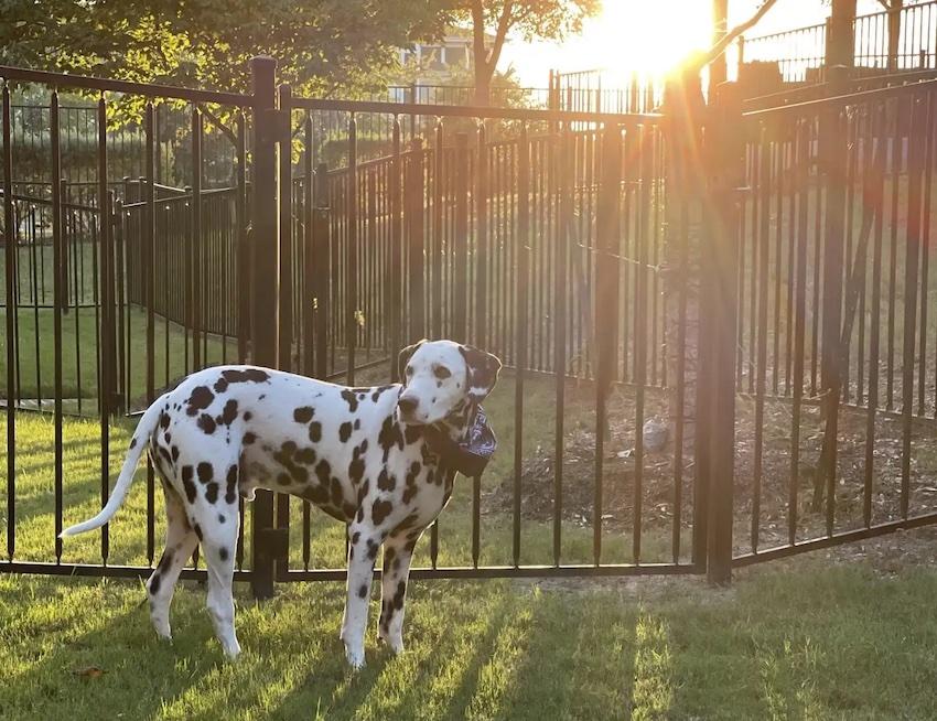 Dalmation, Zeppelin, shown in front of a fence.
