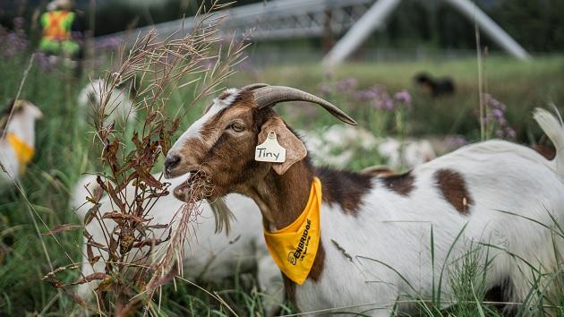 A goat with a yellow bandana munching on tall grass. "Tiny" on its ear tag.