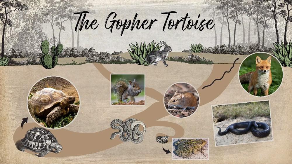 Illustration showing how gopher tortoise burrows provide shelter to other animals