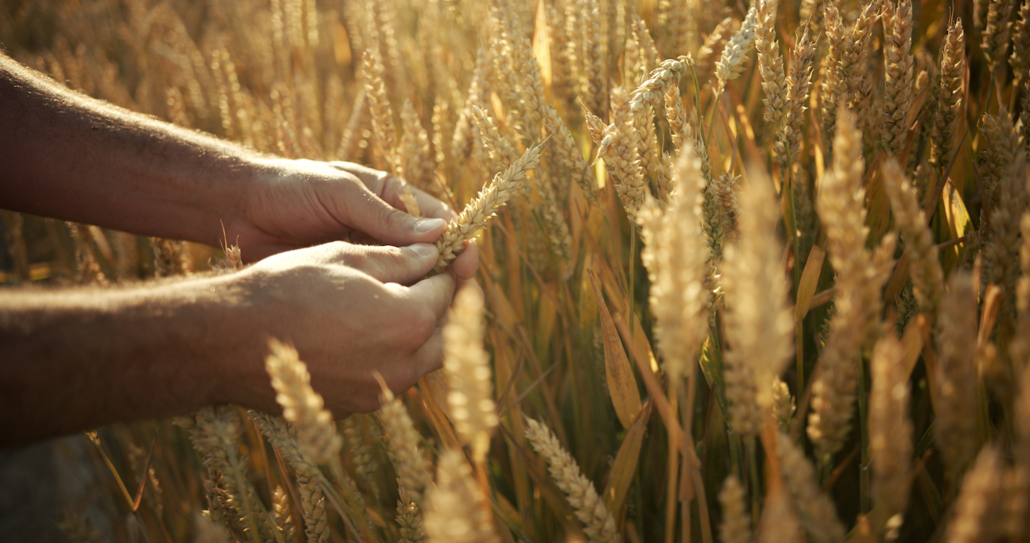 hands on wheat