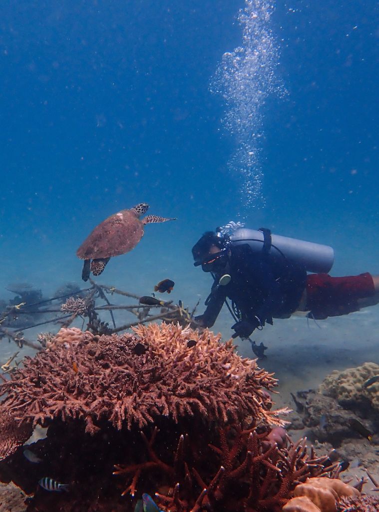 An underwater diver with a hawksbill turtle at a reef in the Coral Triangle — coral reefs